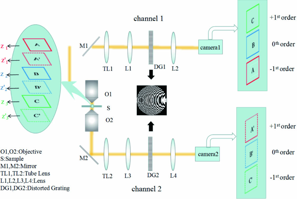 Schematic diagram of DDBCM setup. The signal from particles in the sample (S) is collected by two identical objectives (O1, O2), resulting in two detection channels. In each channel, the signal passes through a tube lens (TL1 in channel 1 and TL2 in channel 2), then is modulated with a 4f relay system consisting of two lenses (L1 and L2 in channel 1 and L3 and L4 in channel 2), where a distorted grating (DG1 in channel 1 and DG2 in channel 2) is mounted at the Fourier plane, and is finally detected by a camera (camera 1 in channel 1 and camera 2 in channel 2). As is shown in the enlarged sample area, three focal planes at depths z1, z2, and z3, denoted by capital letters A, B, and C for channel 1 (or at depths z1′, z2′, and z3′, denoted by capital letters A′, B′, and C′ for channel 2) separated by 4 μm are simultaneously imaged in three different areas, corresponding to three different diffraction orders. In channel 1, A, B, and C are simultaneously imaged on camera 1, while A′, B′, and C′ in channel 2 are simultaneously imaged on camera 2.