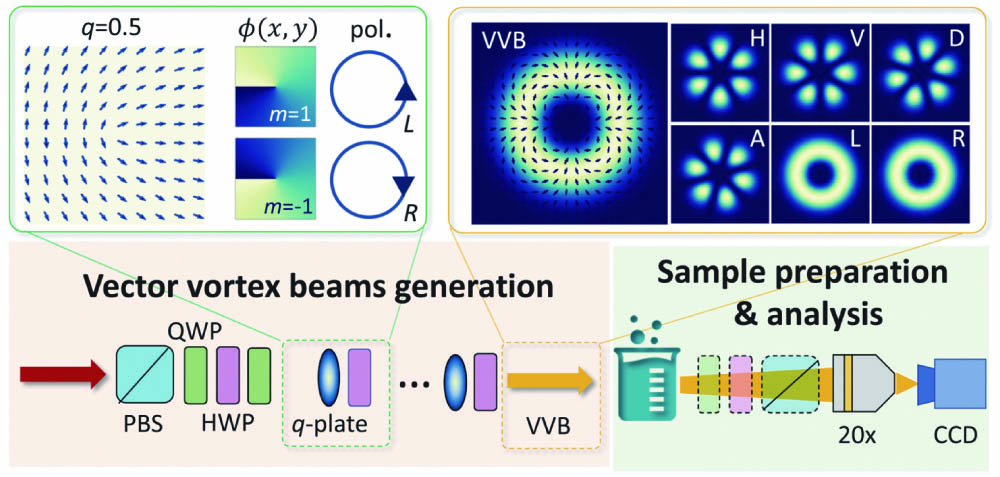 Experimental scheme to generate and analyze VBBs[45]. The left inset shows the optical axis orientation of one q-plate and the phase acquired by the wavefront in the transverse plane. The right inset shows the intensity distribution of the generated VVB under different polarization. The sample preparation and analysis process are for studying the transmission of VVBs in dispersive media in the original work. PBS, polarized beam splitter; QWP, quarter-wave plate; HWP, half-wave plate; H, horizontal polarization; V, vertical polarization; D, diagonal polarization; A, antidiagonal polarization; L, left circular polarization; and R, right circular polarization.