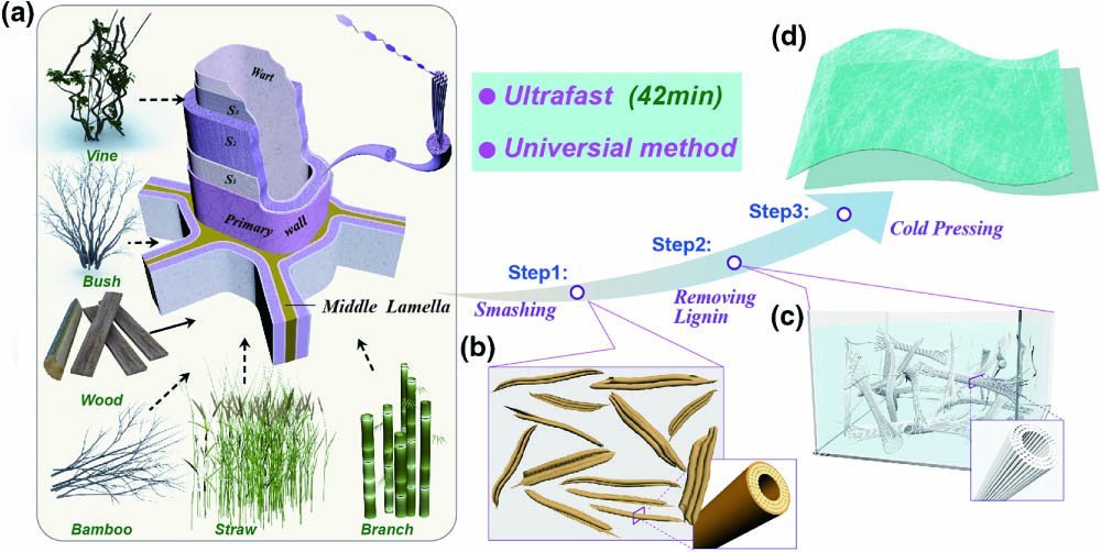 Schematic of the rapid, universal fabrication process of transparent paper using different plants by lignin removal and cold pressing. (a) Taking the wood cell profile model as an example, plant cell walls have similar microstructures. Plant walls such as vine, bush, wood, bamboo, straw, branch, wheat, and other common plants have similar microstructures. The plant is (b) separated into small pieces and (c) delignified by NaClO subsequently. (d) Transparent paper achieved by cold pressing finally.