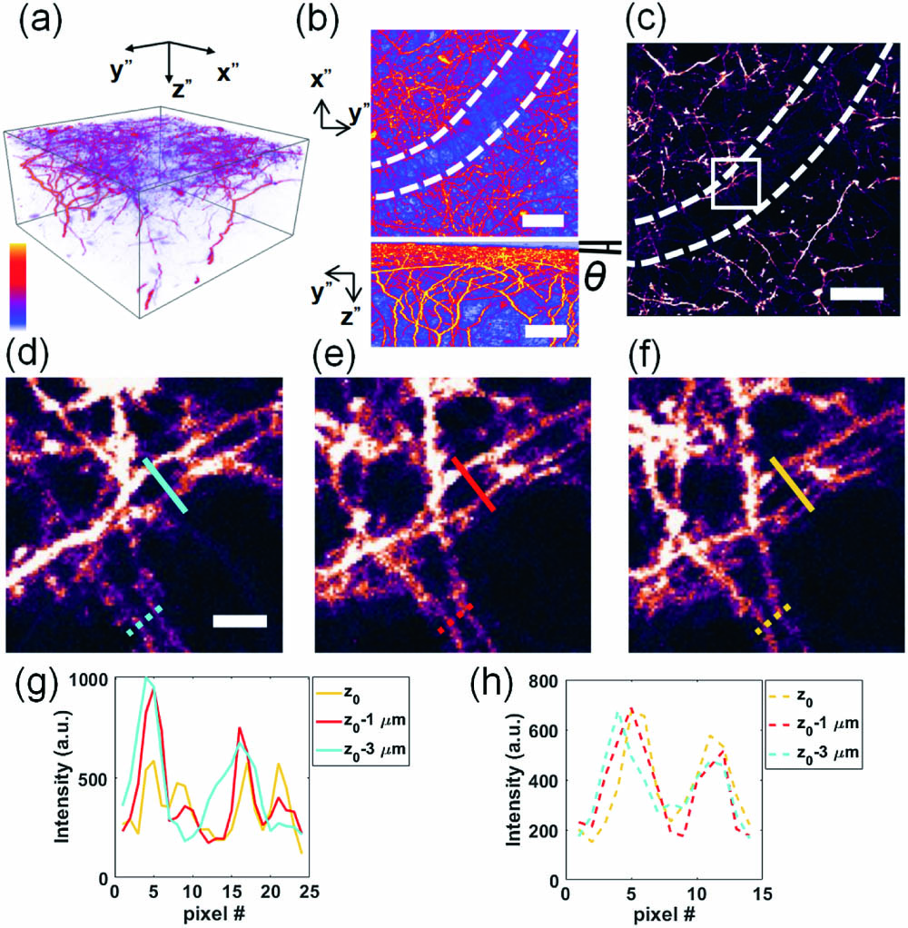 Experimental results of two-photon imaging in the Thy1-YFP mouse cortex in vivo. (a) Imaging stack of the Thy1-YFP mouse cortex. Volume size: 520 µm × 520 µm × 420 µm. (b) Upper: the maximum intensity projection in the XY plane. The white dotted curve shows the boundary of the large blood vessel. Lower: the maximum intensity projection in the YZ plane. The auxiliary line shows the angle between the sample surface and the imaging surface. Scale bar: 100 µm. (c) A superficial plane in the imaging stack. The white dotted curve shows the boundary of the large blood vessel. Scale bar: 100 µm. (d)–(f) Typical cross sections beneath the large blood vessel of the imaging stack at different depths. Here, the z0 plane is defined at a depth in the stack where the close double dendrites appear the most obviously. (d)–(f) show the same area in the box in (c). Scale bar: 20 µm. (g) Intensities along solid lines in (d)–(f). (h) Intensities along dotted lines in (d)–(f).