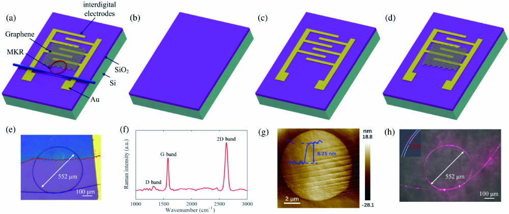(a) Schematic diagram of the proposed graphene-MKR modulator. (b)–(d) Detailed fabrication processes. (e) Optical microscopic image of fabricated graphene-MKR modulator. (f) Raman spectrum of CVD-grown graphene. (g) AFM image. (h) Optical microscope images of MKR illuminated by a red laser and microfiber (inset).