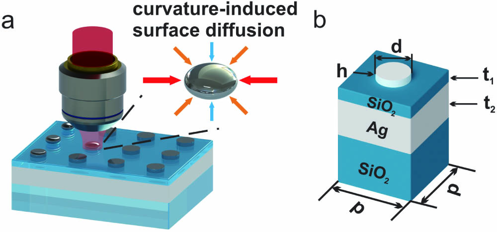 Concept of femtosecond-laser-induced reshaping of Al nanodiscs and the curvature-driven diffusion model. (a) Schematic of surface diffusion of Al discs in an MIM configuration induced by fs pulses. The inserted arrows represent the curvature-driven surface atom migration. (b) The diameter and height of Al discs are d=130 nm and h=30 nm, respectively. The thicknesses of the SiO2 layer and the Ag layer are t1=20 nm and t2=200 nm, respectively. The Al nanodisc is arranged in a square lattice array with a periodicity p=300 nm.