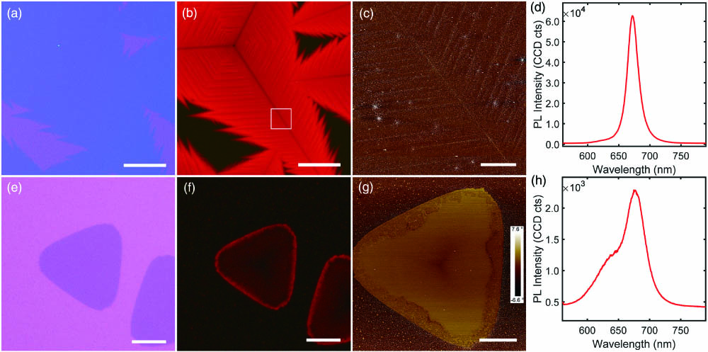 (a), (e) Microscopic optical photographs, (b), (f) fluorescence spectra, (c), (g) phase diagrams of AFM images, and (d), (h) photoluminescence (PL) spectra for (a)–(c) dendrite and (e)–(g) conventional triangular monolayers MoS2, respectively. Scale bar: (a), (b) = 50 µm, (e), (f) = 10 µm, (c), (g) = 6 µm.