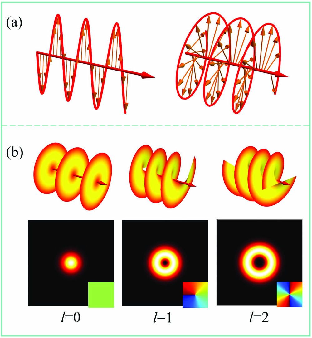 (a) Linearly polarized light carries no SAM (left) and circularly polarized light carries an SAM of ±ℏ per photon (right). (b) Wavefront, intensity, and corresponding phase distribution of vortex beams with topological charge of l = 0, 1, 2.