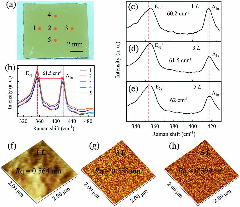 Characterization of the WS2 films with different layers used in this study. (a) Optical image of sample with size of 10 mm × 10 mm. The WS2 film was plated on a 0.3 mm sapphire substrate by the CVD method. (b) Raman spectra of the three-layer WS2 at different points. (c)–(e) Raman spectra of WS2 films with 1–5 layers. (f)–(h) The surface roughness of the 1L, 3L, and 5L samples characterized by AFM.