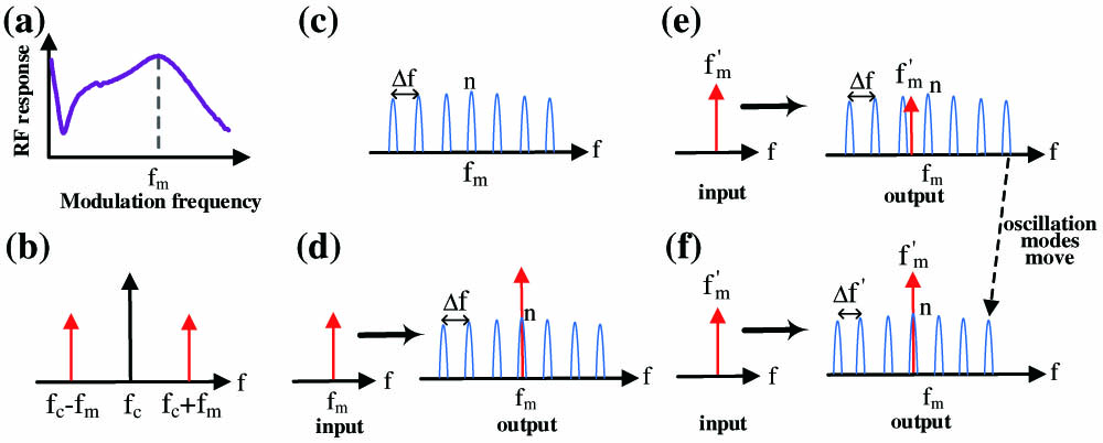 Illustration of the RF signal detection. (a) Modulation response of the laser with a relaxation oscillation at fm. (b) Optical signal from the DFB laser after modulation. (c) Multi-mode oscillation state around fm after closing the loop when there is no input RF signal. (d) The RF signal fm is amplified when it matches with the oscillation mode. (e) The RF signal fm′ has loss when it mismatches with the oscillation mode. (f) The RF signal fm′ is amplified after tuning the delay time of the OTDL.