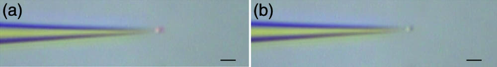 Tapered fiber probe traps particles in the experiment. (a) Particle trapping was performed using an LP11 mode beam excited by a 650 nm laser source. (b) Particle trapping was performed using an LP01 mode beam excited by a 980 nm laser source. (The scale bars in the figure are all 4 µm.)