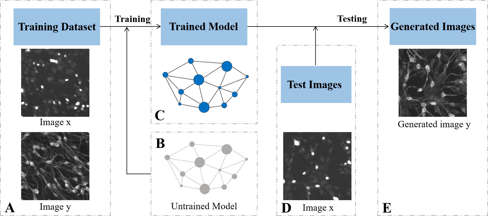 System for Fluo-Fluo translation based on cGAN. (A) The training dataset is composed of fluorescence images x and y in the same field of view. (B) A deep neural network is composed of untrained parameters. (C) The deep neural network trained with data in (A). (D) Test image. (E) Based on the trained deep learning model, the fluorescence image y is predicted from the fluorescence image x.