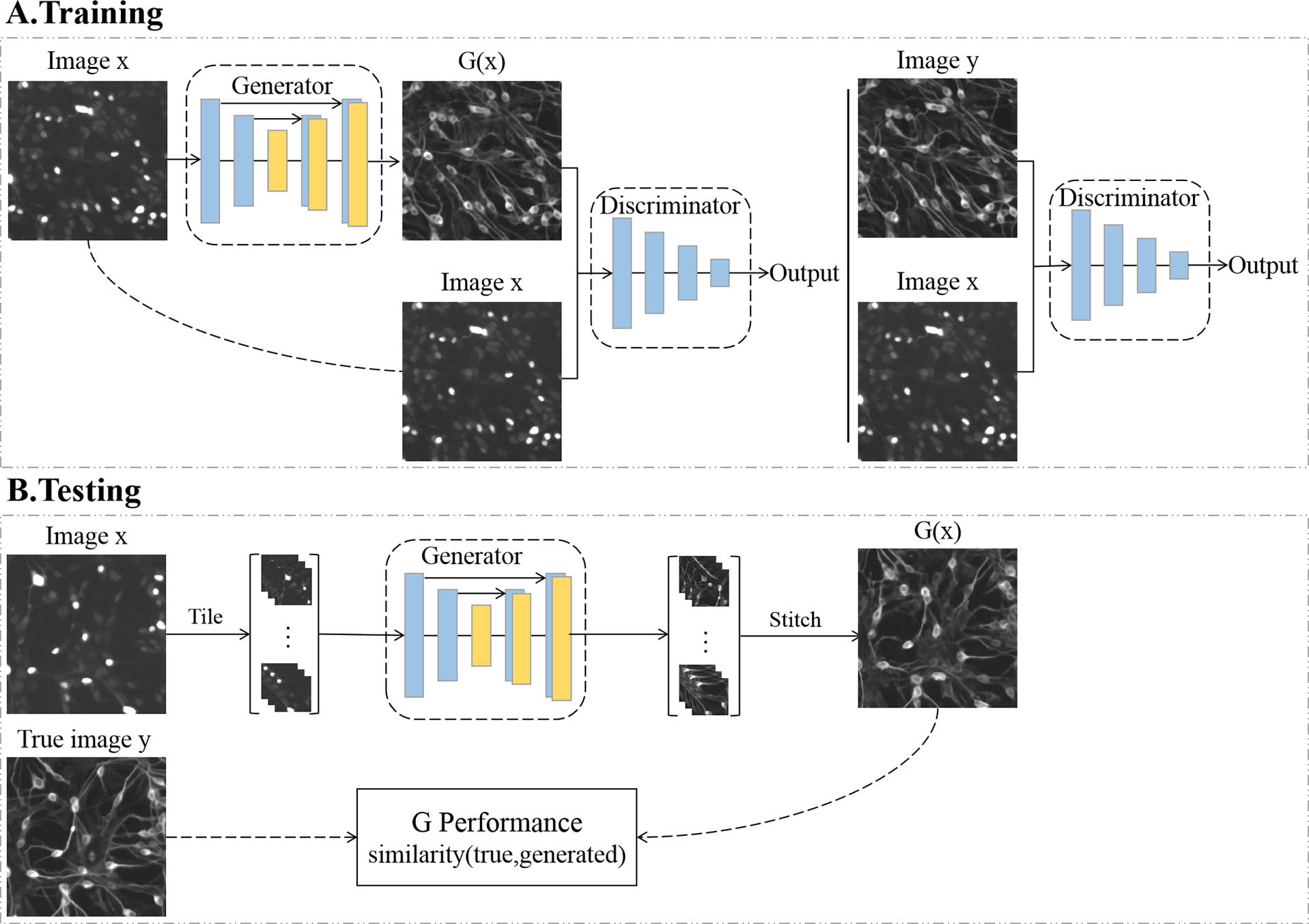 cGAN framework for Fluo-Fluo translation based on deep learning. (A) The generator network attempts to generate image y with respect to image x, and the discriminator network attempts to distinguish between the generated image y and the true image y. There is a competitive relationship between these two networks. Briefly, image x is used as the input of the generator to obtain the generated image G(x), and then G(x) and x are combined as the input of the discriminator. During training, two error functions are calculated: (i) L1 and MS-SSIM loss functions are used to measure the similarity between the generated image G(x) and the target image y; (ii) the cGAN error attempts to distinguish the generated image G(x) from the target image y corresponding to the input image x. The combined loss functions are optimized by the Adam algorithm. (B) Once trained, the generator can immediately predict the fluorescence image y from the fluorescence image x of the test dataset.