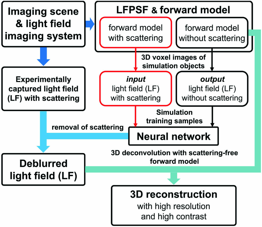 Overview of DeepSLFI. The light field imaging forward models can be built after the scattering imaging scene and the light field imaging system are determined. The simulation light field images serving as training samples can be generated with the forward models. Then, a neural network will be trained with the samples and utilized to remove the scattering of the light field image captured experimentally. Finally, the high-resolution and high-contrast 3D reconstruction can be obtained by 3D deconvolution with the deblurred light field image and the scattering-free forward model.