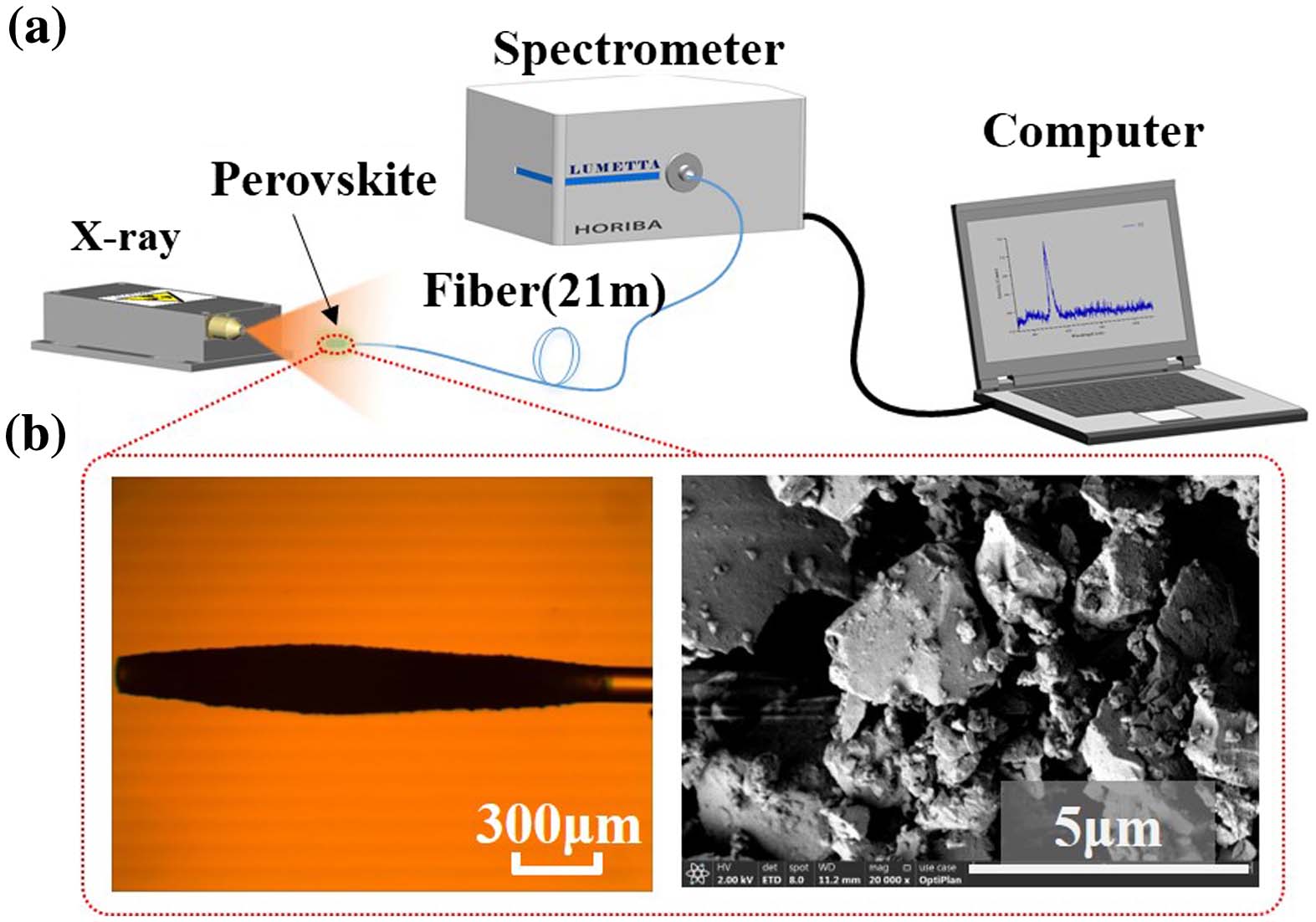 (a) Schematic diagram of the proposed X-ray detection set-up. (b) Microscopic image of the fiber head covered by PQDs embedded glass powders (left) and scanning electron microscope image of the glass powders (right).