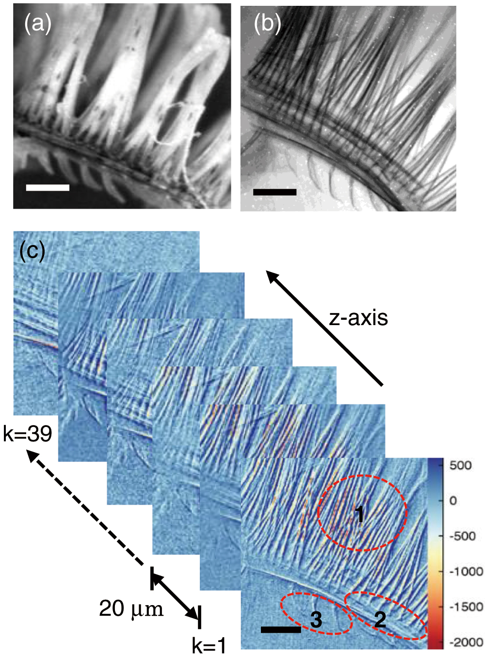 Images of the gills of a Poecilia reticulata fish. (a) The optical microscopic image. (b) The X-ray absorption image of the gills. (c) Example of the X-ray quantitative phase images in the xy plane. 1, filaments; 2, arches; 3, anchors. The inset scale bar is 200 µm.