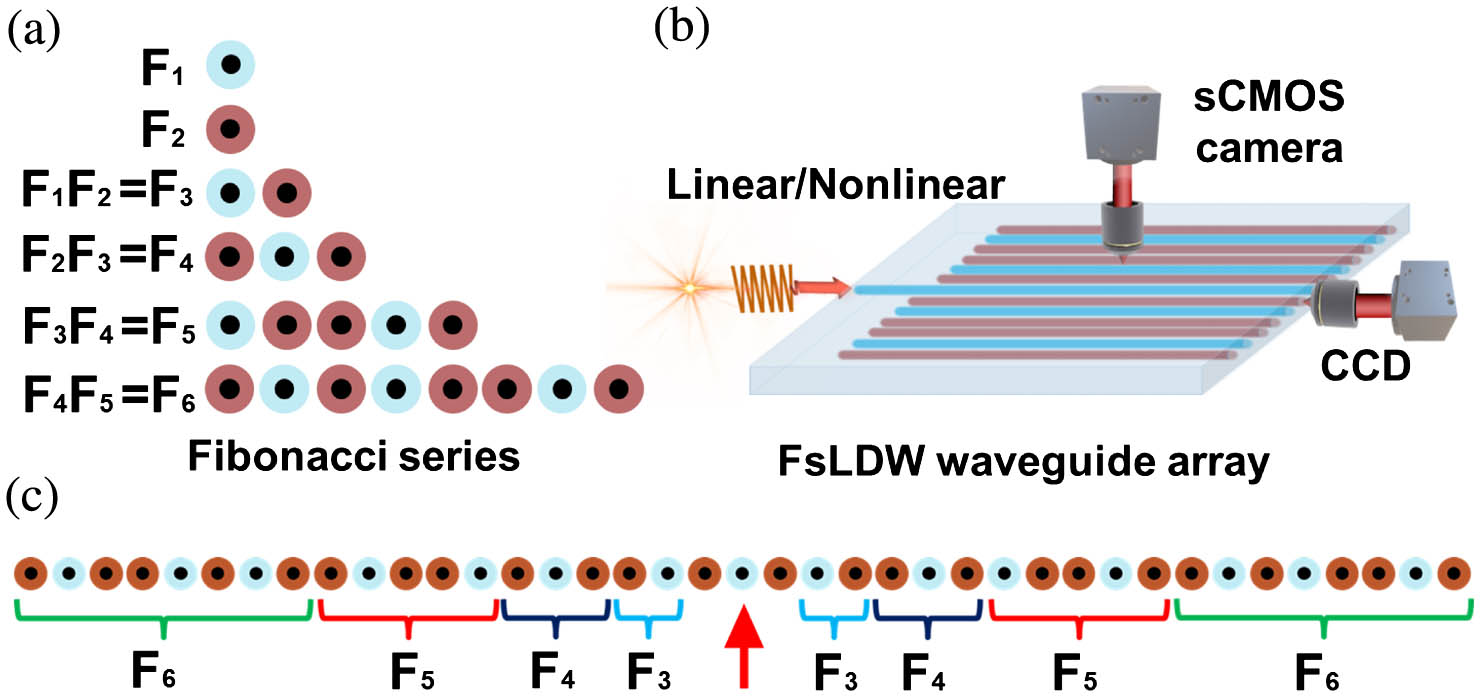 (a) Scheme of FWAs. Light blue and dark red denote waveguides with different n. F1 to F6 indicate the first to sixth orders of the Fibonacci sequences. (b) Schematic of the experimental setup used for verifying QWs in different waveguide arrays; both of the propagation dynamics and end-face energy distributions can be acquired by corresponding high-resolution microscopic observation systems with an sCMOS camera and CCD, respectively. Note that the centermost waveguide is extended from the whole array for easy injecting light. (c) Geometrically symmetrical FWAs designed with all basic elements from F1 to F6. The red arrow denotes the specific waveguide for injecting light.