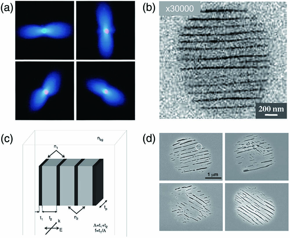 (a) Anisotropic light scattering generated within germanium-doped fused silica upon focusing femtosecond laser pulses of four polarization states[14]; (b) backscattering electron microscopy image of nanogratings[15]; (c) schematic of the nanogratings composed of periodic alignment of nanoplanes with different refractive index[16]; (d) erasing and rewriting capability of nanogratings[17].