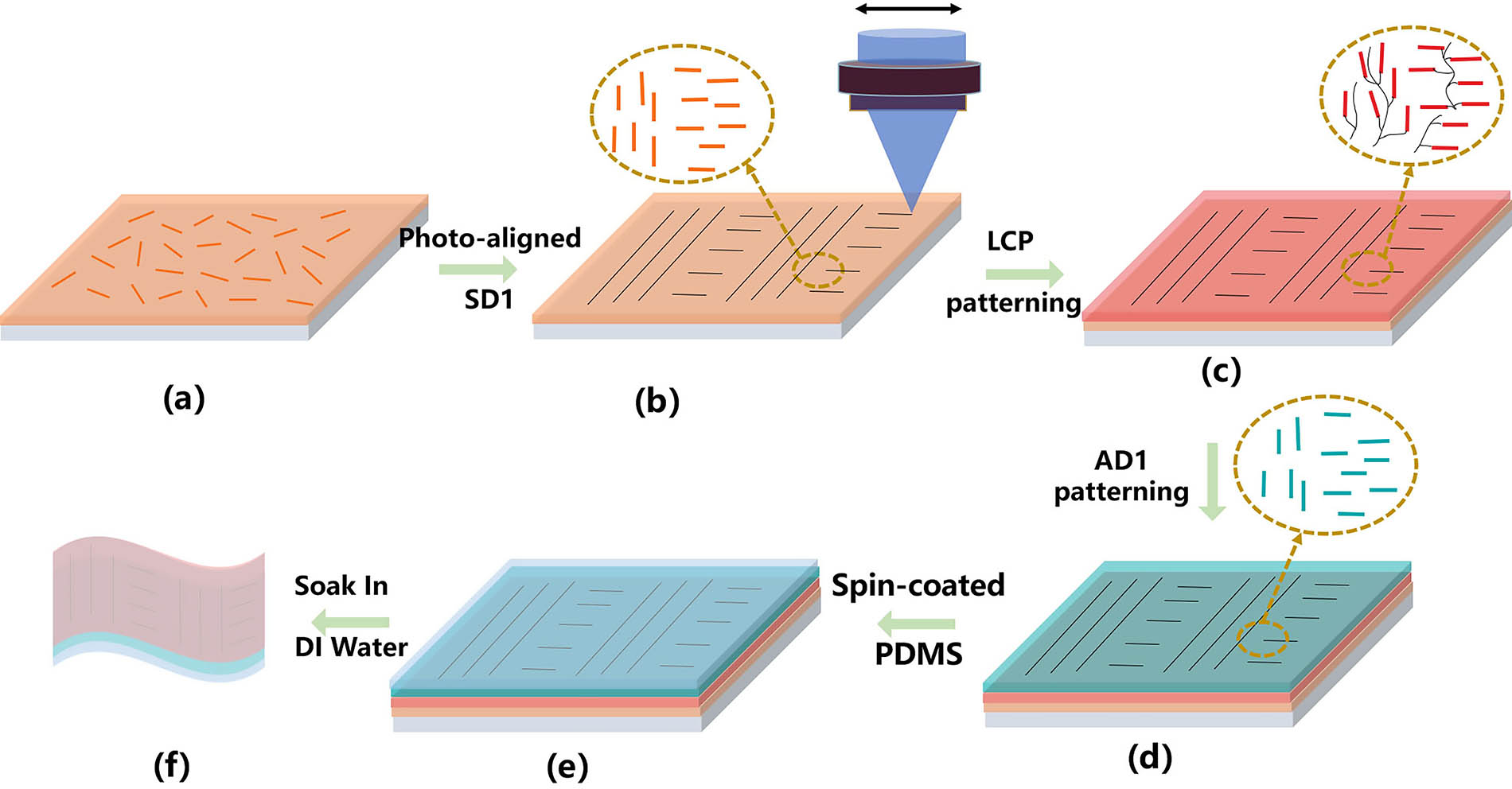 Schematic diagram of the preparation process of a flexible high-resolution patterned polarizer. (a) Photoalignment layer is spin-coated onto a quartz substrate. (b) Regions of the photoalignment layer are aligned using laser writing. (c) Liquid crystal precursor is spin-coated on top of SD1. (d) Spin-coated AD1s solution; (e) spin-coated PDMS; (f) flexible patterned polarizer.