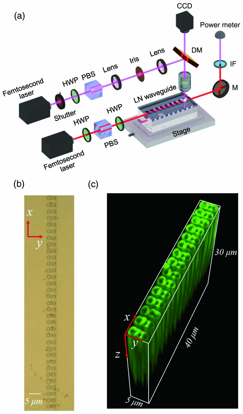 (a) Experimental setup for femtosecond laser direct writing ferroelectric domain patterns in the Ti-indiffused LN channel waveguide. HWP, half-wave plate; PBS, polarizing beam splitter; DM, dichroic mirror; IF, interference filter. (b) Optical microscopic image of the 2D optically poled domain pattern with the period of 2.74 µm in the x direction and 1.15 µm in the y direction. The inverted domains are visible as small circles. (c) 3D profiles of the inverted domains obtained by Cerenkov second-harmonic microscopy.