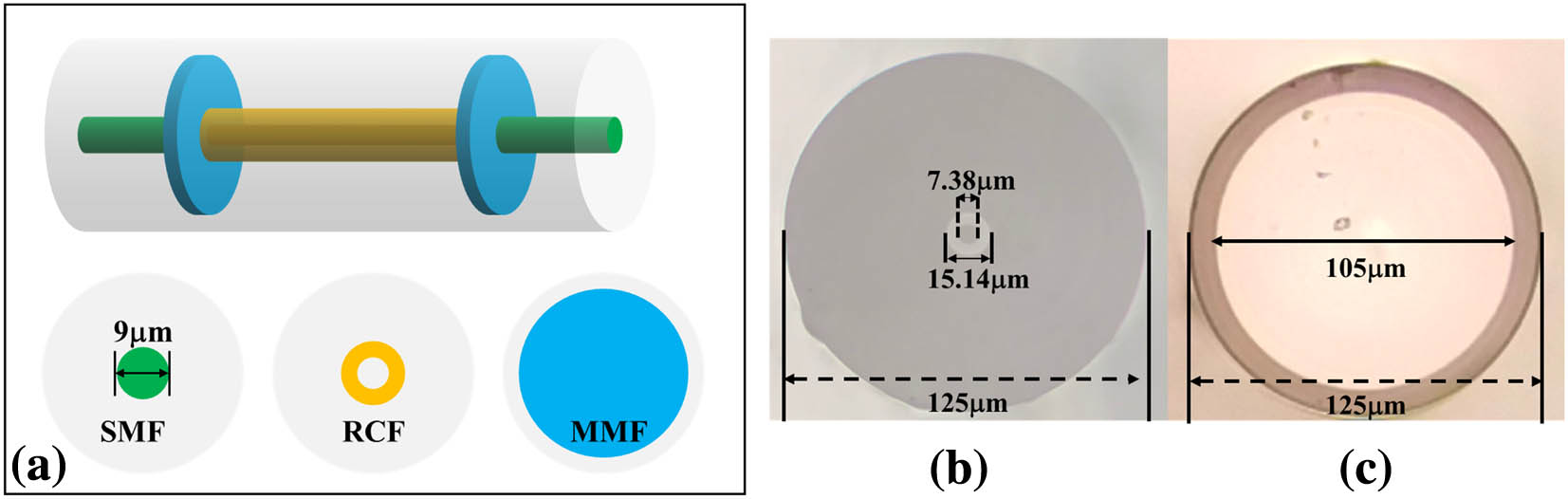 (a) Schematic of the proposed sensor. Cross-sectional microscope view of (b) RCF and (c) MMF.