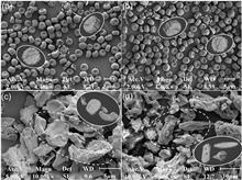 Comparison of optical properties of bioaerosols composed of microbial spores and hyphae [Invited]