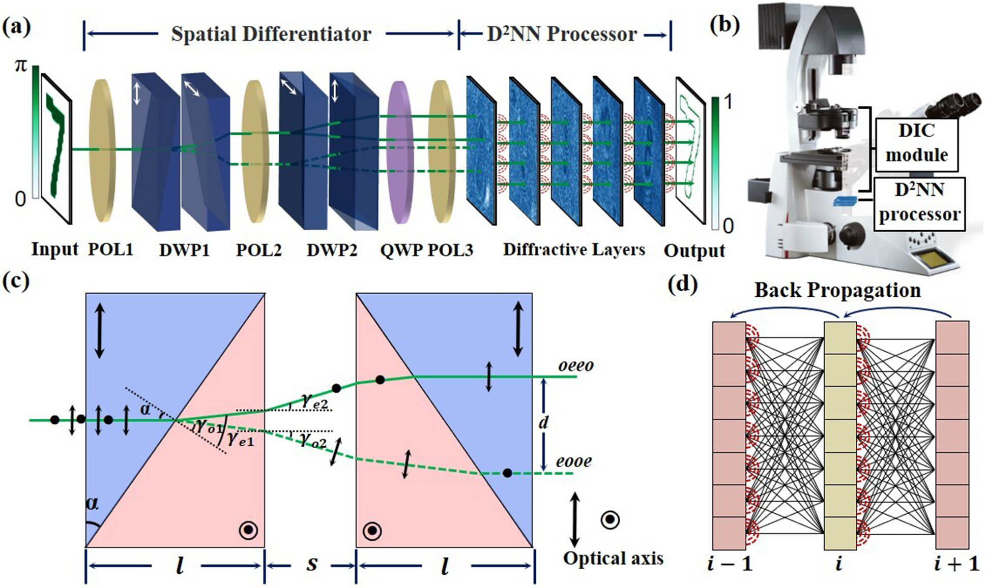 (a) Schematic diagram of DPENet. The DPENet consists of two parts: spatial differentiator and all-optical processor. POL, polarizer; DWPs, dual Wollaston prisms; QWP, quarter-wave plate. (b) Edge detection system based on a DIC microscope. (c) Ray-tracing diagram of DWPs. α, structural angle of prisms; γ, refraction angle. (d) Schematic diagram of forward- and backpropagation of a three-layer D2NN.