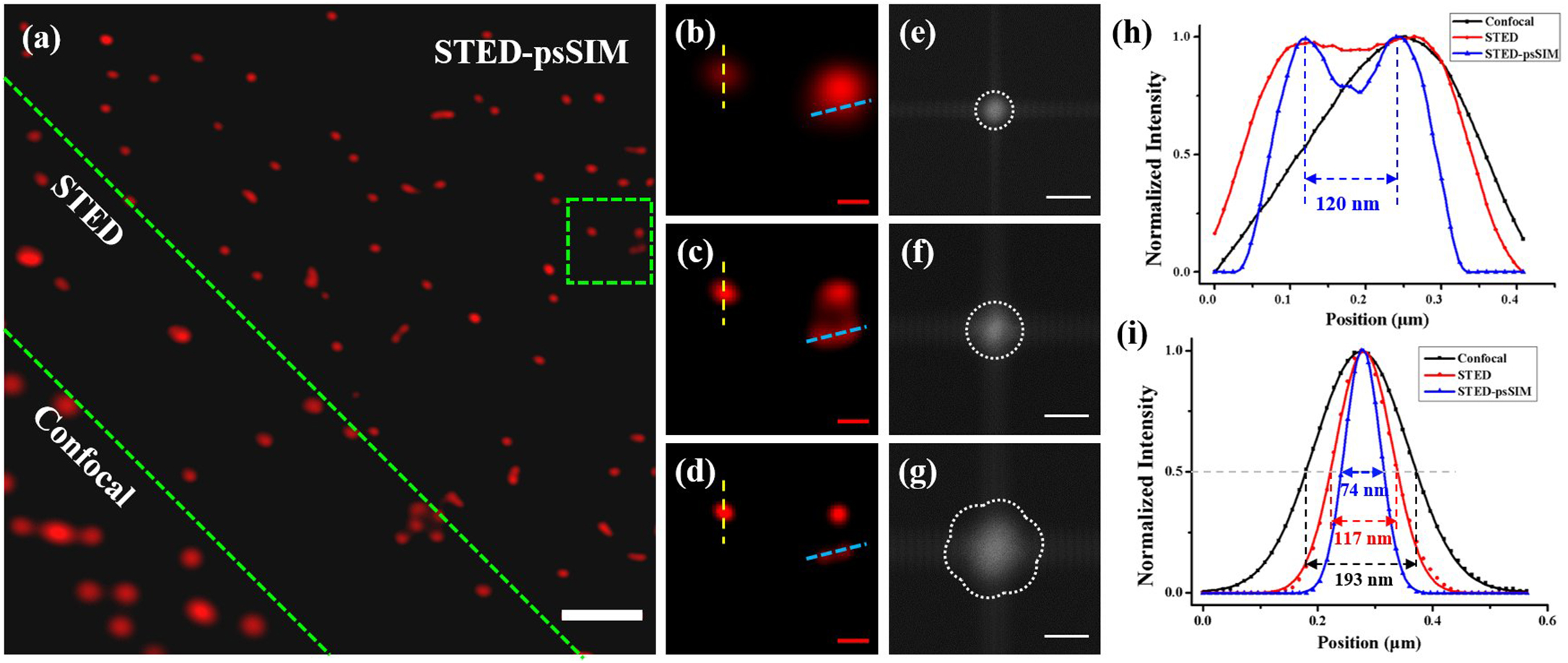 Comparison of imaging resolutions of confocal microscopy, STED microscopy, and STED-psSIM. (a) Images of 23 nm fluorescent beads captured by the confocal microscopy (lower left), STED microscopy (middle), and STED-psSIM (upper right) separated by a dashed green line; (b)–(d) magnified view of the area encircled by the green dashed box in (a): (b) confocal microscopy, (c) STED microscopy, and (d) STED-psSIM[28]; (e)–(g) observable spatial frequency regions obtained by Fourier transforming images in (b)–(d); (h), (i) normalized intensity profiles of fluorescence beads along the (h) blue and (i) yellow dashed lines in (b)–(d), respectively. The profiles show average FWHMs of 193, 117, and 74 nm. Scale bars, 1 µm in (a) and 0.2 µm in (b)–(d).