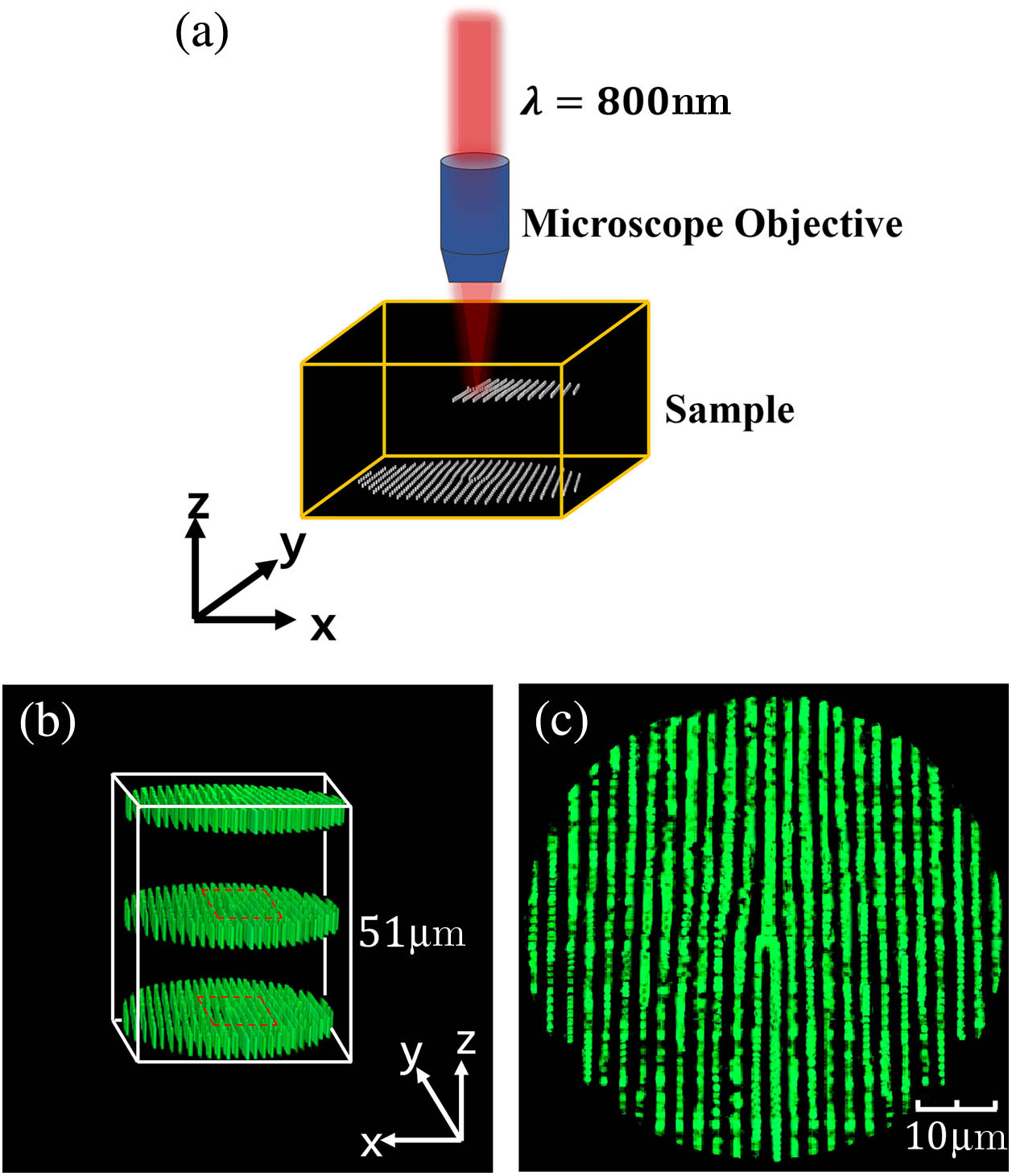(a) Illustrating the femtosecond laser writing of periodic fork-shaped χ(2) gratings in a z-cut CBN crystal; (b) 3D image of the fabricated periodic fork domain structures, obtained using Čerenkov SH microscopy[28]; (c) Čerenkov microscopic image of a single layer of the structure.