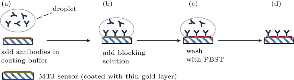 Schematic illustration of the preparation of capturing antibodies biofunctionalized MTJ sensor. (a) One droplet of antibody solution was introduced onto the sensor sensing area surface. (b) Capturing antibodies were passively attached to the surface of MTJ sensor by incubation in buffer. (c) Blocking buffer was added to eliminate non-specific binding effect and block the remaining active area (blocking areas are represented by red color). (d) A biofunctionalized MTJ sensor was achieved.