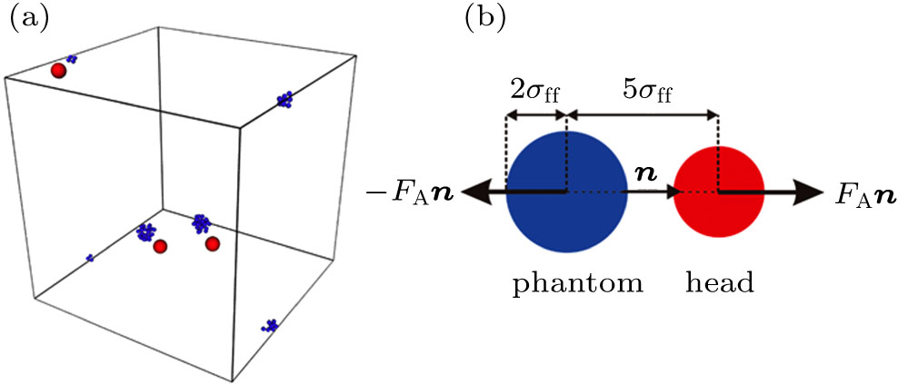 (a) A snapshot of the simulation showing a dilute suspension of three active particles in the simulation box. The red particles are the head particles and the blue particles are the fluid particles in the phantom regions. Fluid particles out of the phantom regions are not shown here. Due to the periodic boundary conditions, the fluid body of one active particle is separated into four parts. (b) The ABP modeled in this work. A force dipole is exerted on the head particle and the phantom region of fluid to model a pusher.