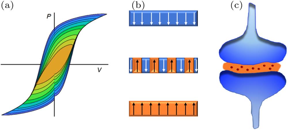 (a) Typical multiple polarization (P) versus voltage loops under various voltage amplitudes obtained from an Au/PVDF/Al capacitor. (b) Schematic illustration of multiple domains states in a ferroelectric film. (c) Sketch of a synapse.