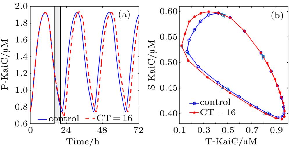 Phase shift induced by oxidized quinone pulse sensed by CikA. A 4 h pulse is added at CT = 16 h. The kinetic trajectories of P-KaiC before and after the pulse are shown in (a), and the corresponding orbits projected onto the T–S plane over a full circadian cycle are shown in (b). The gray bar represents the duration of adding oxidized quinone.