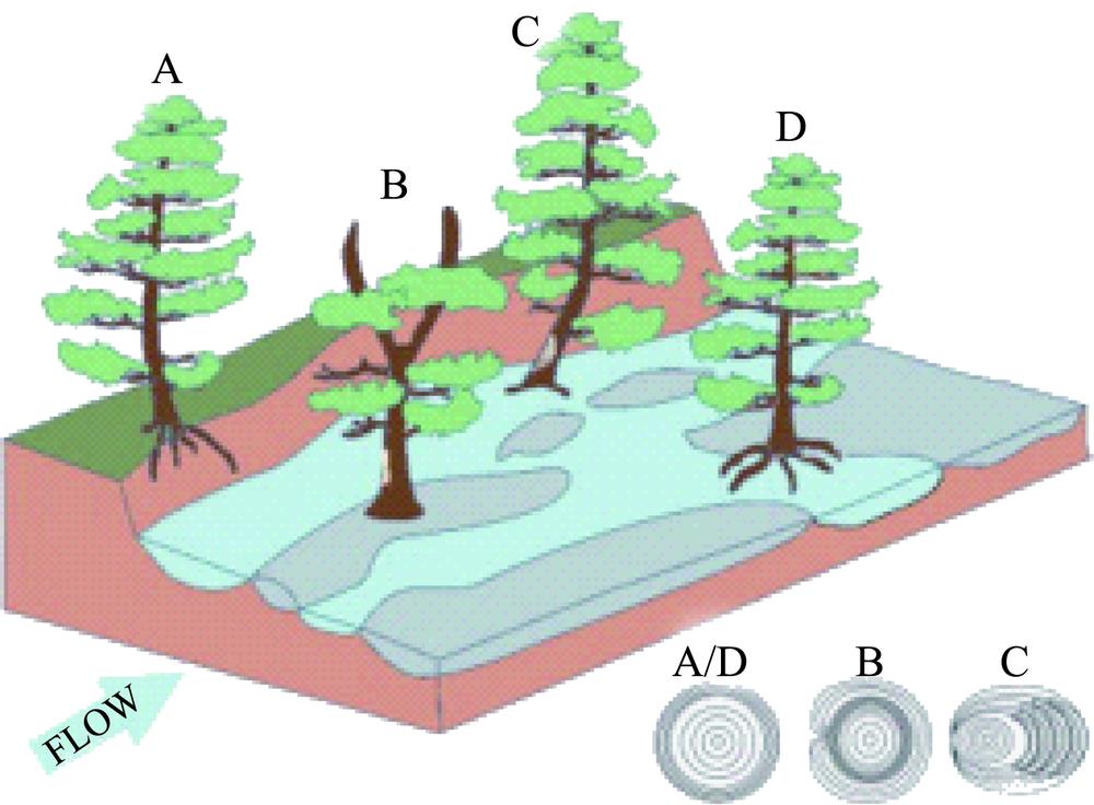受山洪影响后树木外观、树轮宽度和细胞结构的变化示意图[35]注：A/D为根部暴露;B为分叉树;C为茎干倾斜;B/C为伤疤。Fig.1