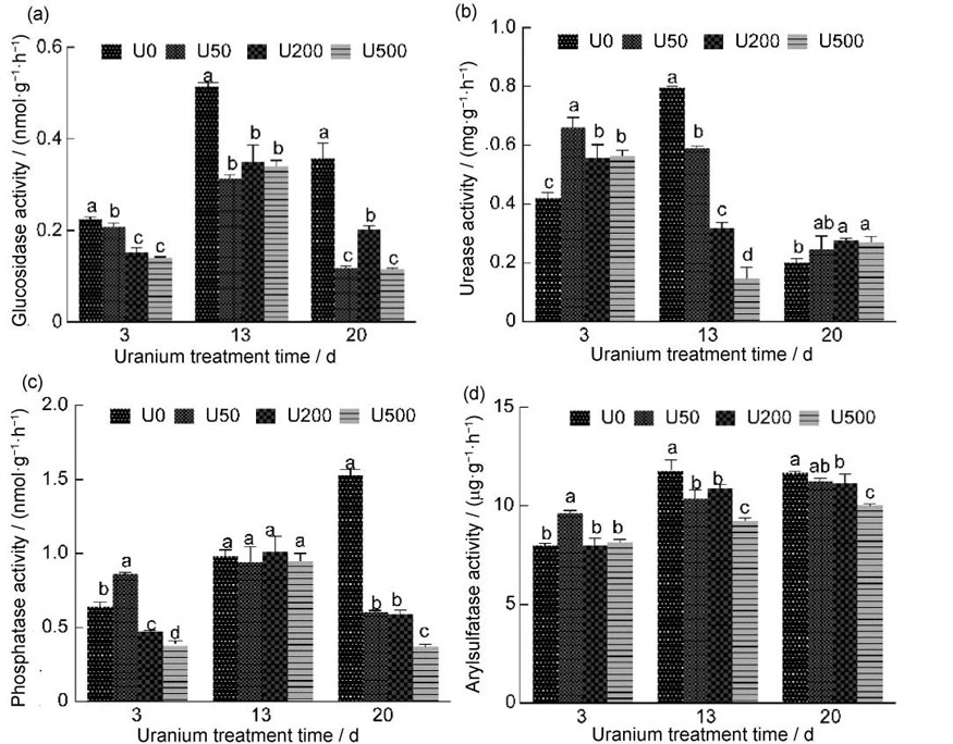 Effects of uranium pollution on soil enzyme activity: (a) β-glucosidase; (b) urease; (c) phosphatase; (d) arylsulfatase; different lowercase letters above the bars in the same time period indicate significant differences among different treatments (p0.05)