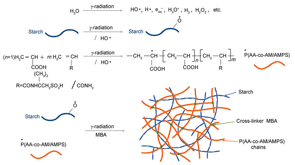 Mechanism for radiation-induced formation of sstarch-grafted polyacrylic acid SAP