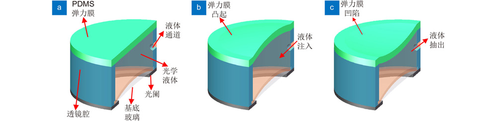 Structure and principle of PDMS liquid lens. (a) Lens structure; (b) Convex lens state; (c) Cancave lens state