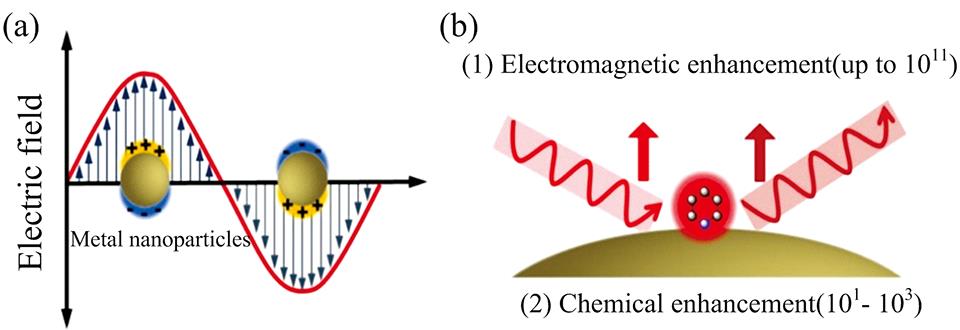 Principle of SERS(a) Illustration of the collective oscillation of free electrons in metal nanoparticles upon excitation by an electromagnetic wave; (b) Chemical enhancement results from charge transfer resonance between signal molecules and metal nanostructures, which is usually weaker than electromagnetic enhancement