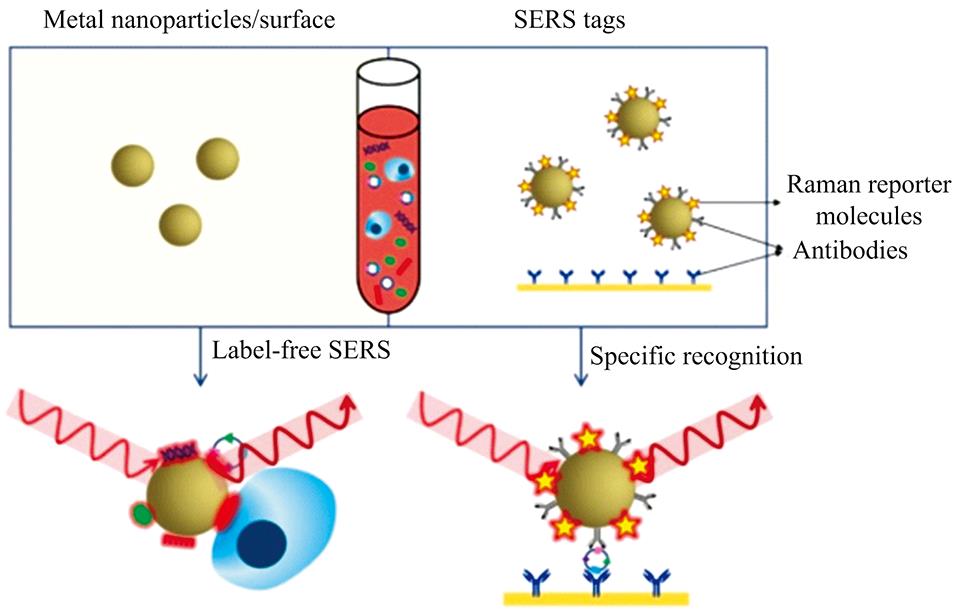 SERS-based nucleic acid analysis using a label-free SERS approach (left) or SERS tags (right)In label-free SERS, the spectroscopic signal results from analyte adsorption onto the SERS substrate, whereas in SERS tags-based specific recognition assays, the spectroscopic signal results from the reporter molecules on the SERS tags