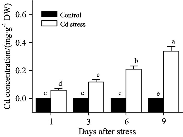The variation of Cd concentration in leaves of soybean seedlings under Cd stress