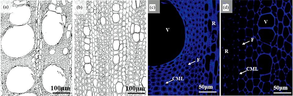 The optical micrograph and ultraviolet excitation autofluorescence images of the cross section of the Vitis vinifera (a, c) and Eupatorium adenophorum (b, d)