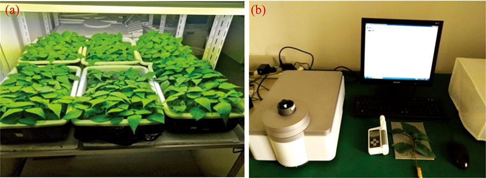 Kidney bean experiment scene(a): Hydroponics of kidney bean live; (b): Obtaining spectral curve of kidney bean by near infrared spectrometer