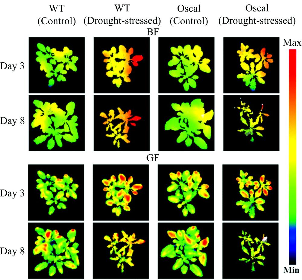 Phenotype visualization under BF and GF of control and drought treated plants