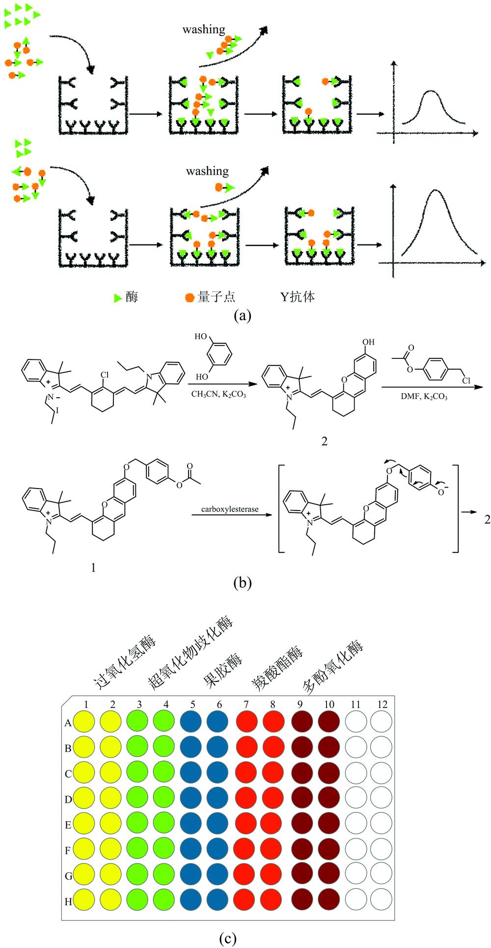 (a) Principle of fluorescence immunoassay; (b) Synthesis of probe and its reaction with carboxylesterase; (c) Schematic of simultaneous detection of multiple enzymes