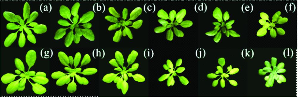RGB images of Arabidopsis phenotypes(a)—(f): Col-0 ecotype on 0~5 days of drought stress;(g)—(l): OSCA1 mutant genotypes on 0~5 days of drought stress