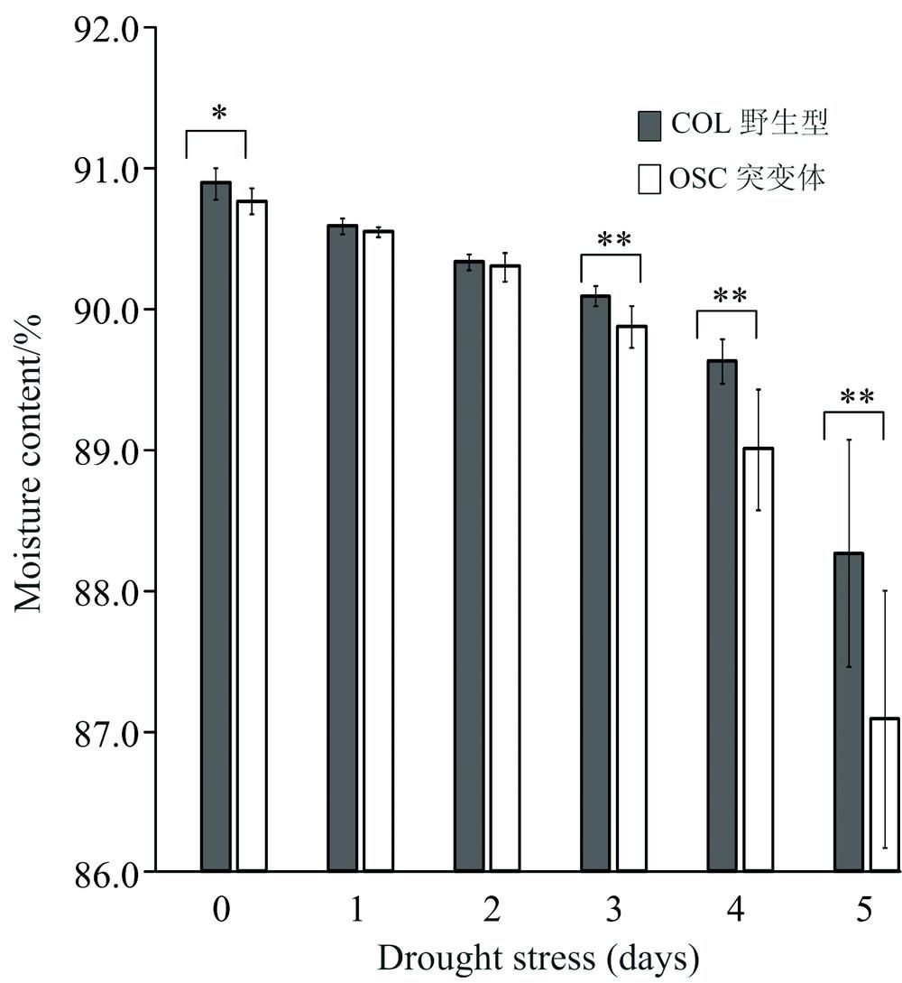 The relationship between water content of Arabidopsis thaliana and the number of days post drought stressGray color represents Col-1 and white color represents OSCA1; Changes are represented by the mean±standard deviation; * and ** represent the degree of significant differences based on Duncan test (* represents 0.03pp<0.03)