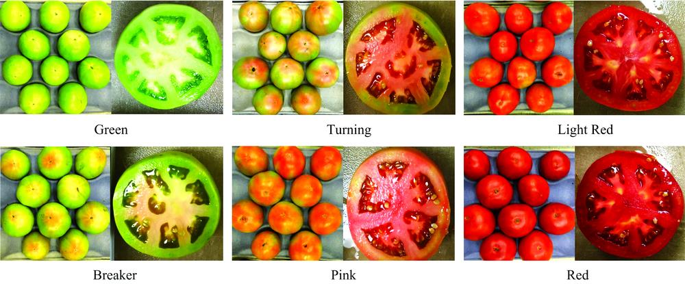 Different maturity stages for tomatoes based on their internal and surface color