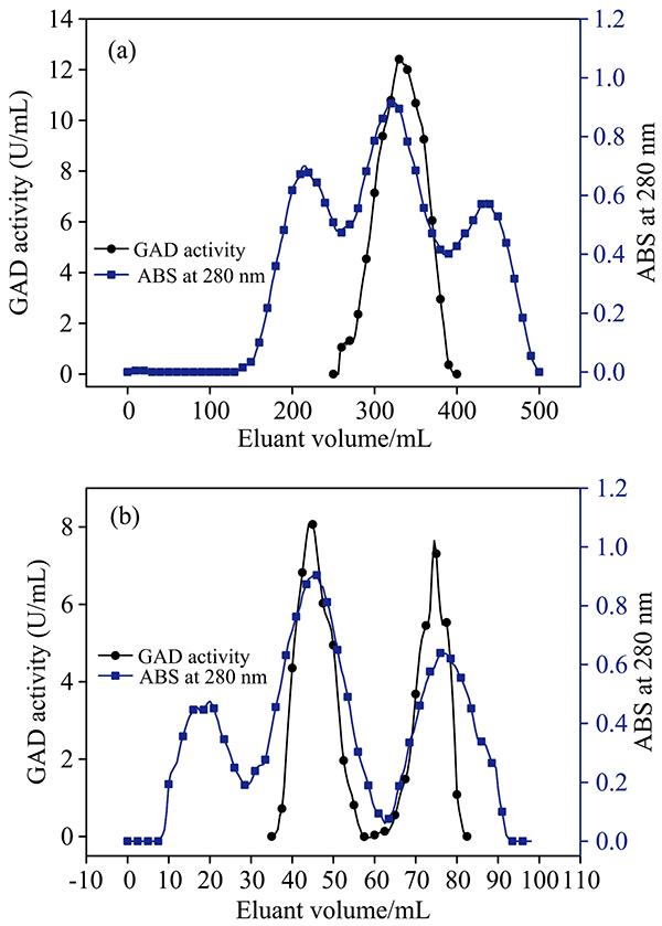 Purification of mung bean’s GAD by DEAE-Sepharose FF chromatography (a) and Superdex 200 chromatography (b)
