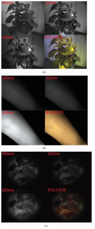 Color recovery results by the modified CIE three primary color based recovery method from SNBI images of (a) plant, (b) forearm, and (c) cervical tissue