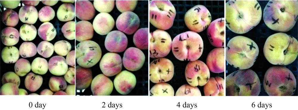 Peach samples of different storage periods