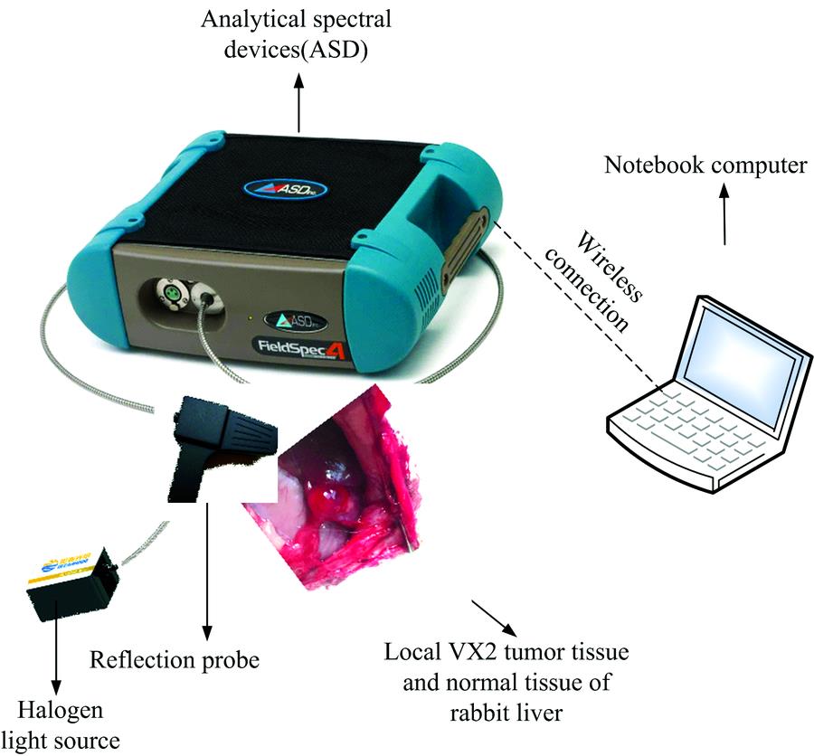 Experimental apparatus for measuring VX2 tumor tissue and normal tissue in rabbit liver