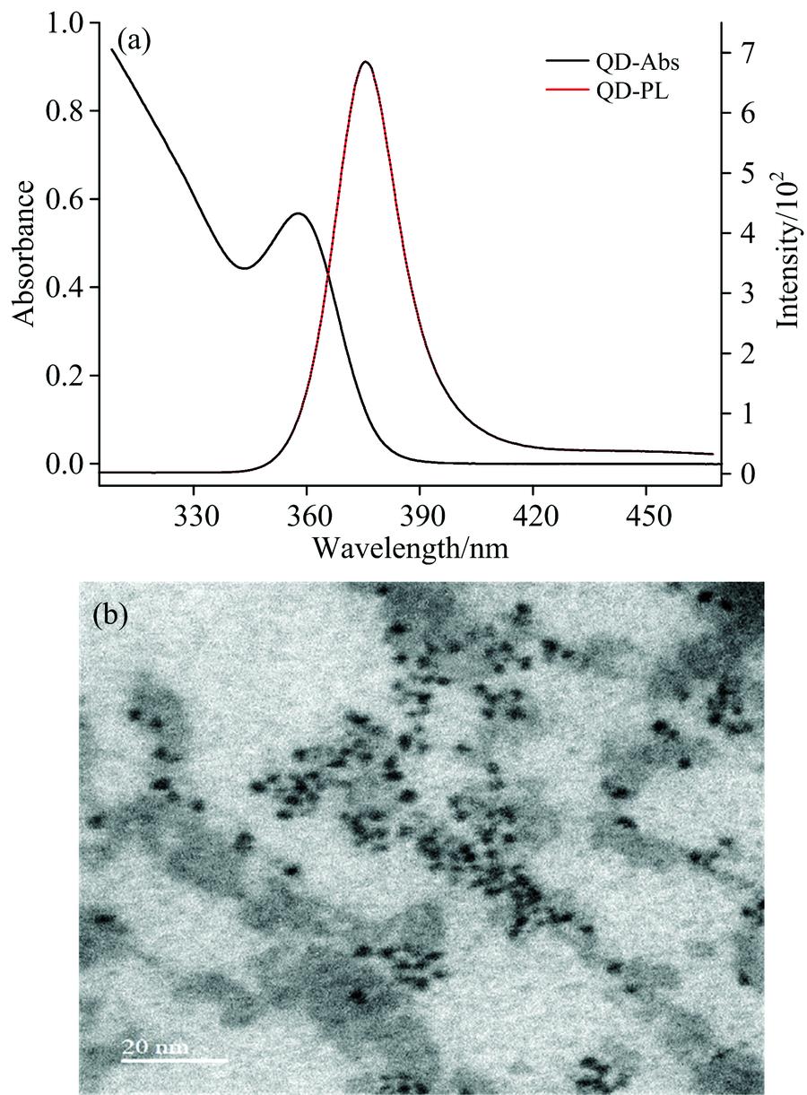 Fluorescence and UV-Vis absorption spectra (a) and transmission electron microscopy characterization of ZnSe quantum dots (b)