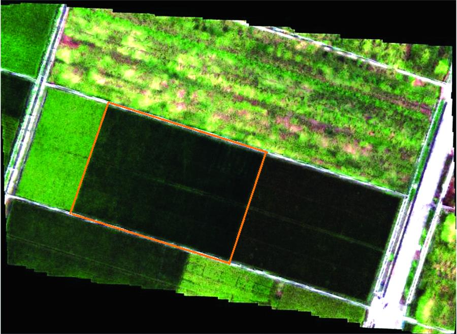 Aerial photograph of Unmanned Aerial Vehicle (UAV) with hyperspectral device in test fieldNote: Figure 2 was collected on September 18, 2017; the rice is in the yellow ripening period; the climate is cloudy and there is no wind; the aerial photography route is from west to east.