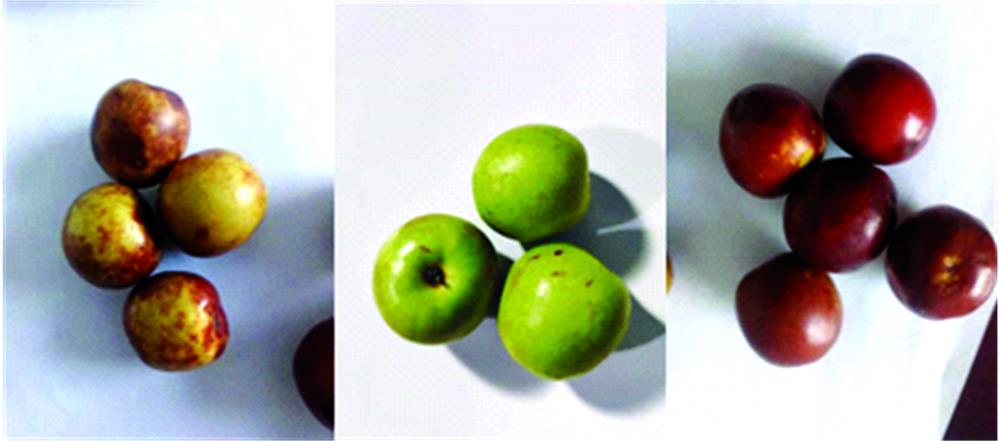 Samples of Dali jujube with different colours